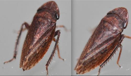 Aphrodes sp.